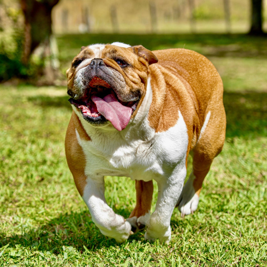 Eco Dog Liquid Gold Oil Wash