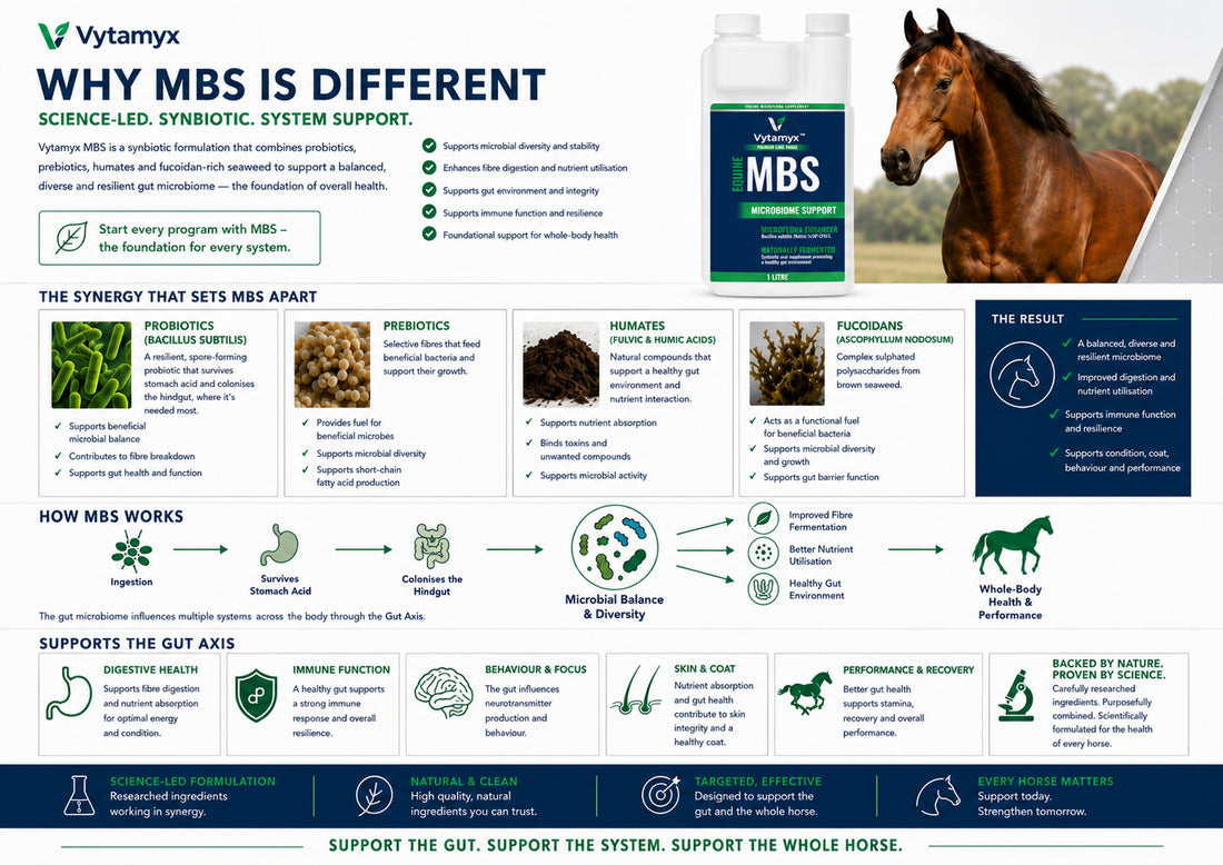 Vytamyx Equine MBS – the science infographic