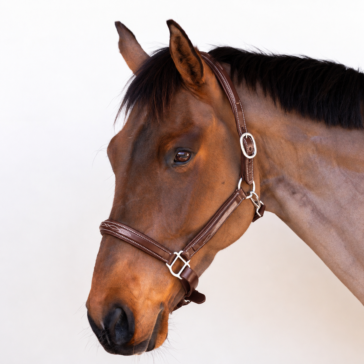 NZ Tack Padded Leather Halter