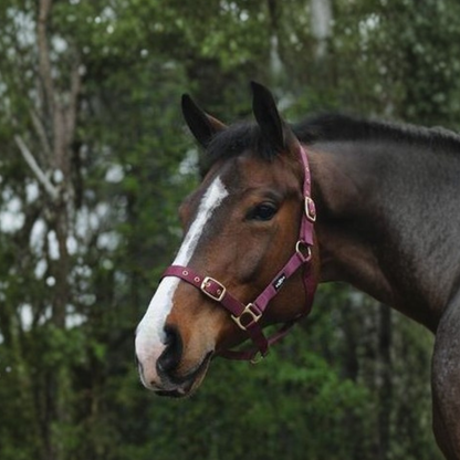 Saxon Nylon Brass Buckle Headcollar Halter
