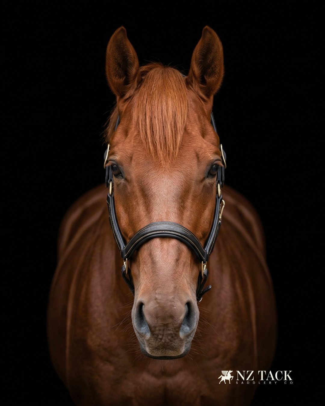 NZ Tack Padded Leather Halter