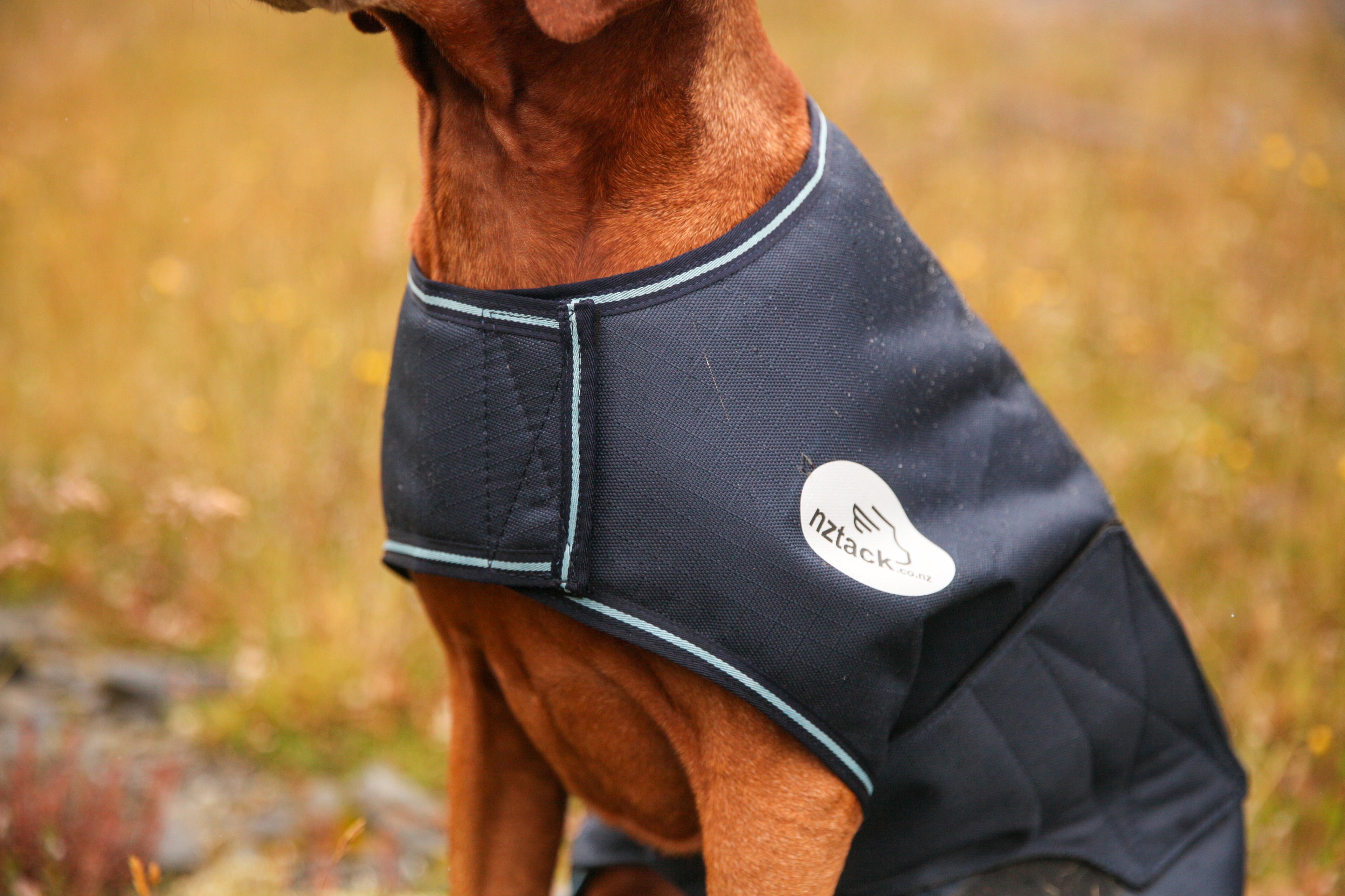 NZ Tack Buddy Dog Coat Navy