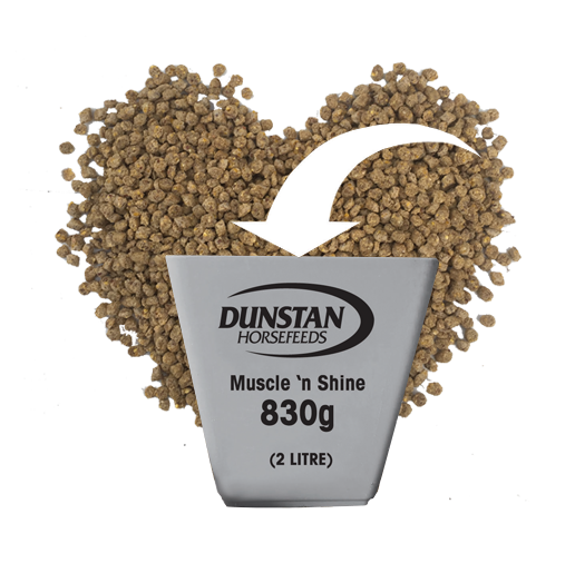 Dunstan Muscle &