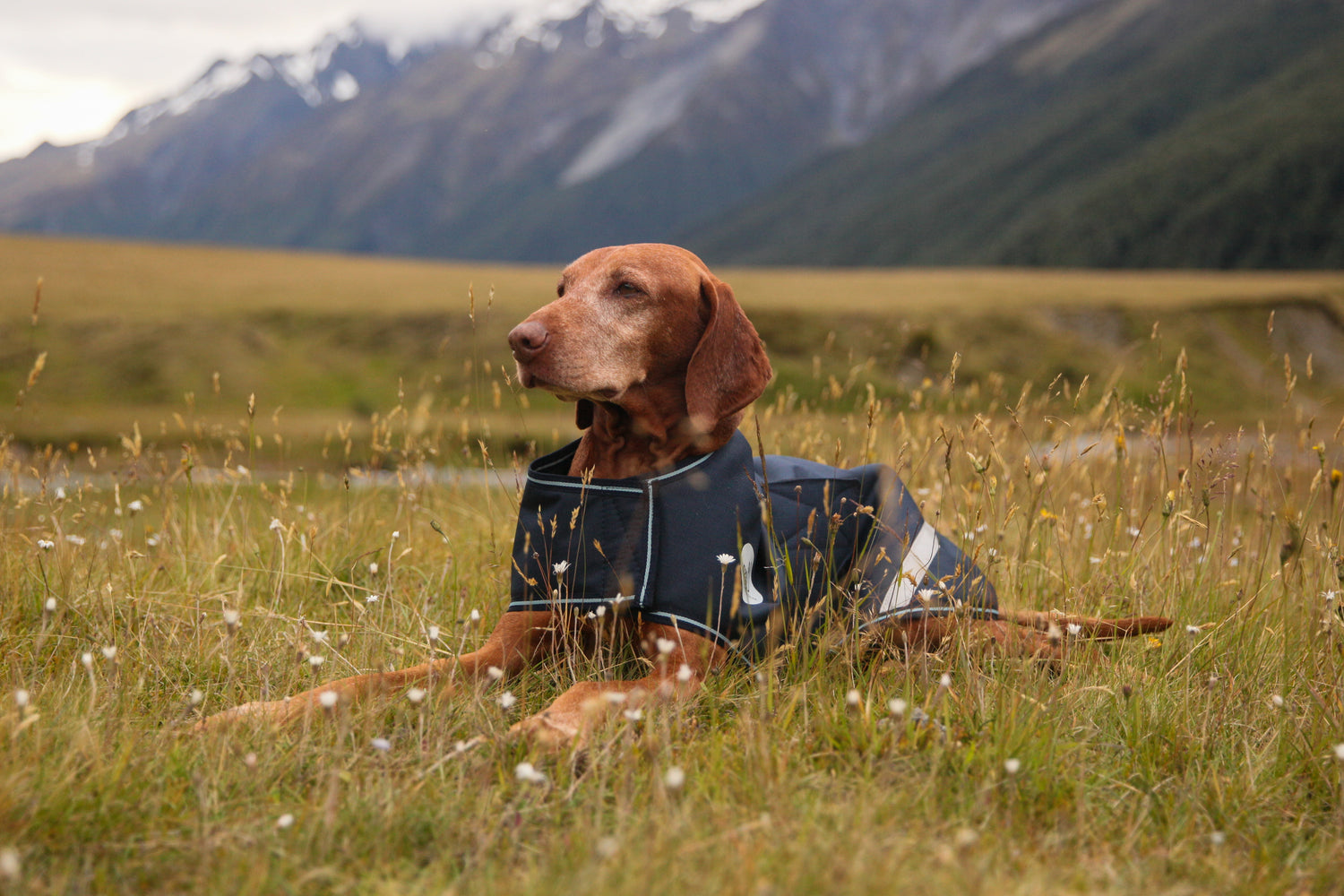NZ Tack Buddy Dog Coat Navy