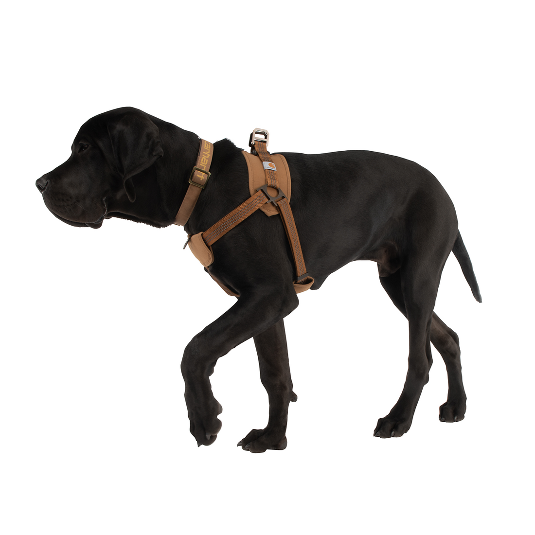 Carhartt Dog Training Harness in Carhartt Brown