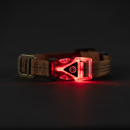 Carhartt Lighted Dog Collar in Carhartt Brown