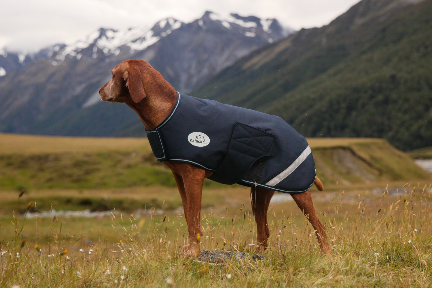 NZ Tack Buddy Dog Coat Navy