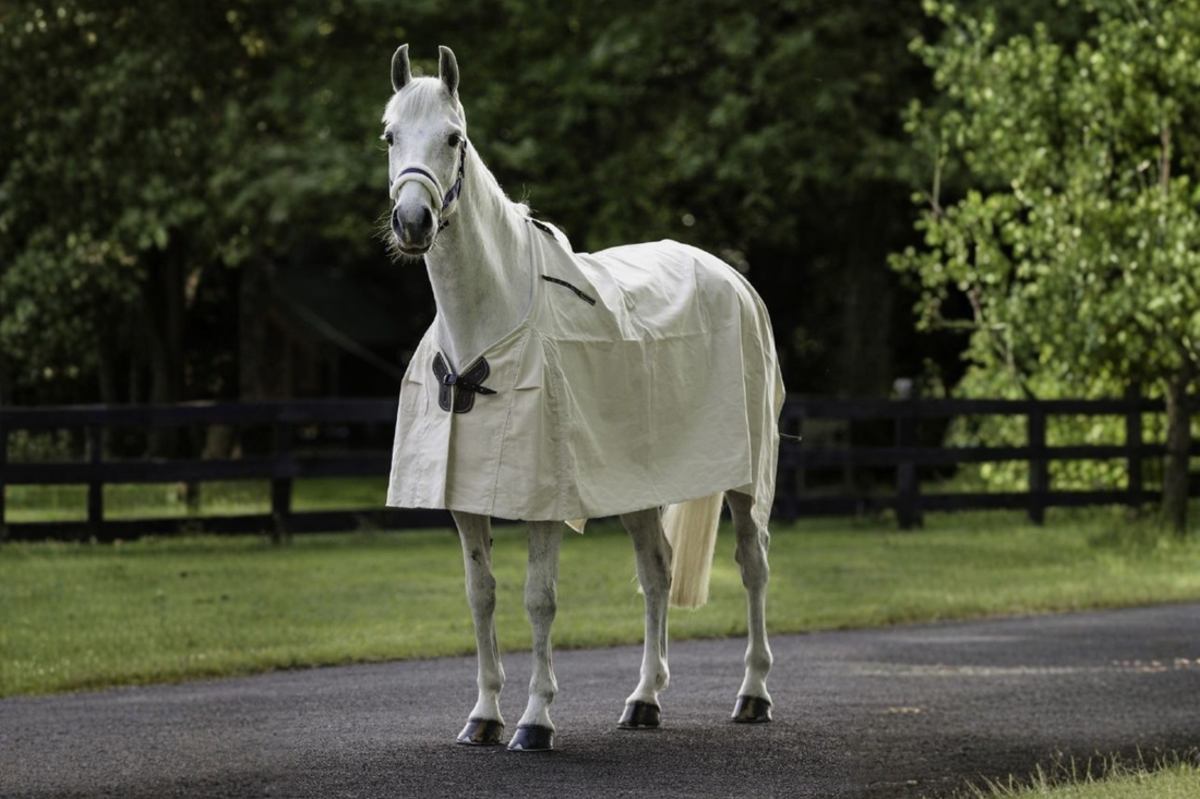 Flair Summer Cotton Rug