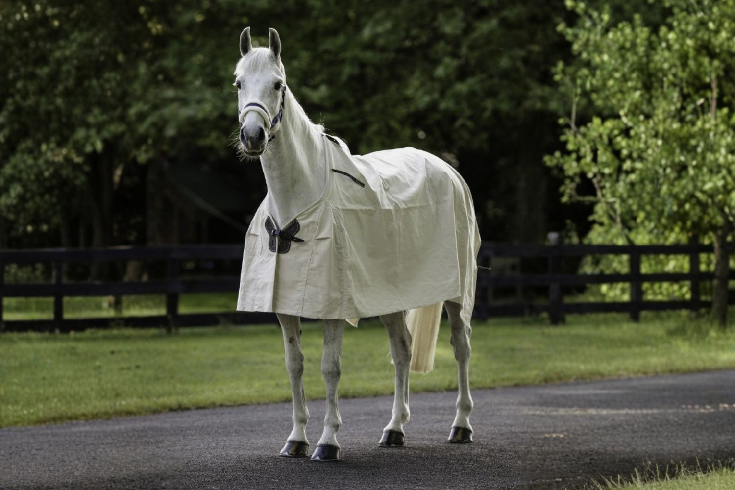 Flair Summer Cotton Rug