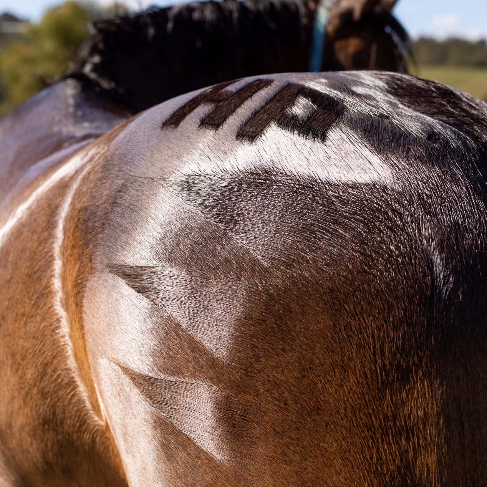 Hairy Pony Quarter Mark Horse Brush