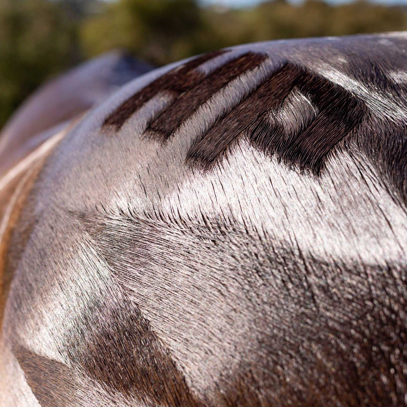 Hairy Pony Quarter Mark Horse Brush