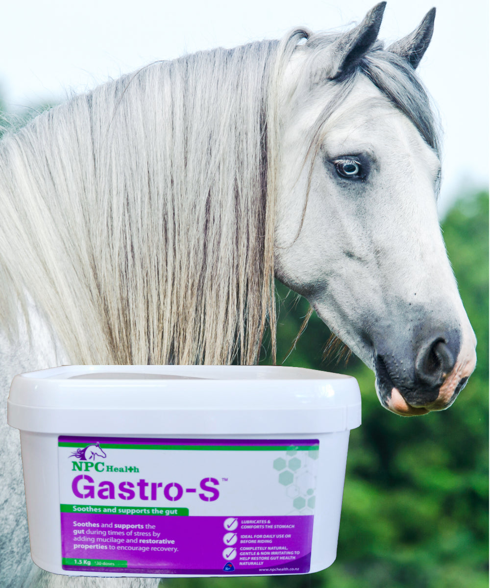 NPC Health Gastro-S Natural Ulcer Support