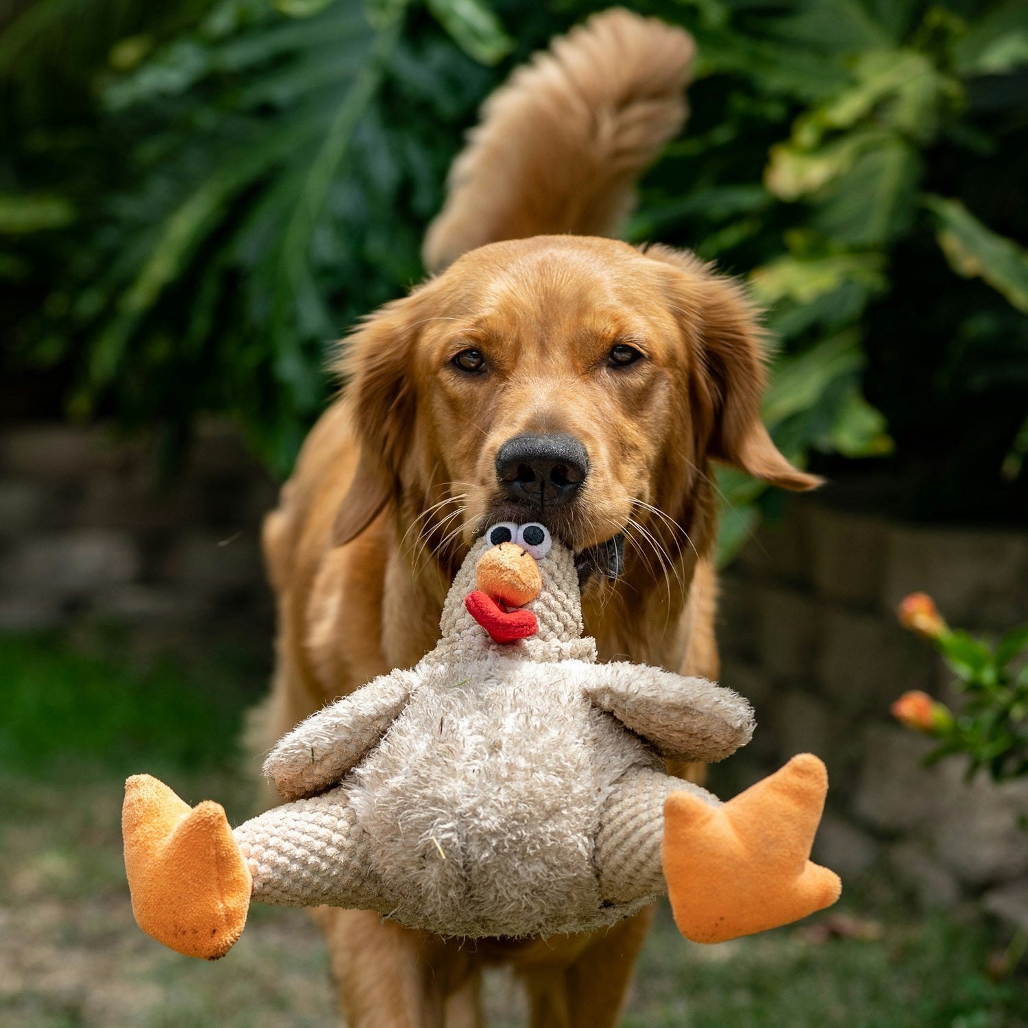 Dog with toy - Eco Dog Doggy Laundry Wash