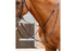 Premier Equine Gressan Standing Martingale