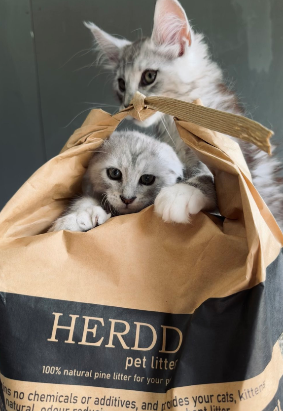 HERDD pet litter