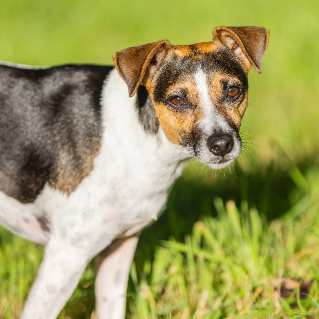 Eco Dog Honey Healer Balm