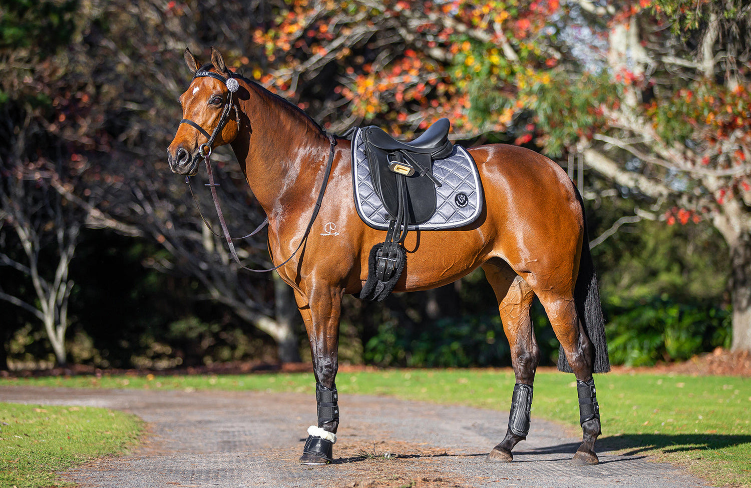 BARE Equestrian Horse Wear AIRFLOW Carbon Brushing Boots