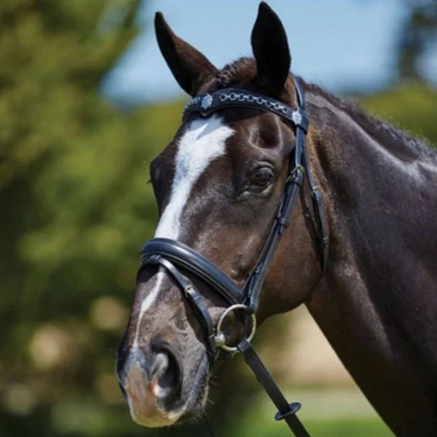 Kincade Chain Flash Bridle