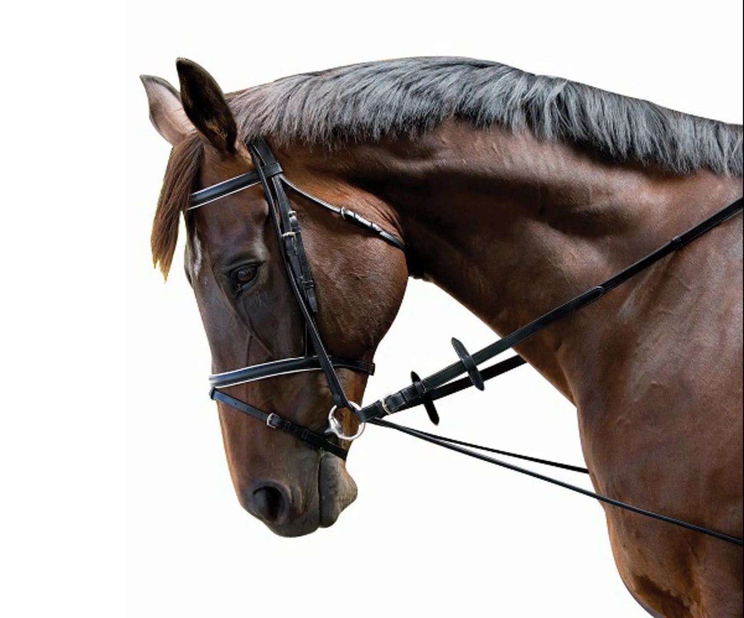 Kincade Elastic Chambon Training Strap – nztack