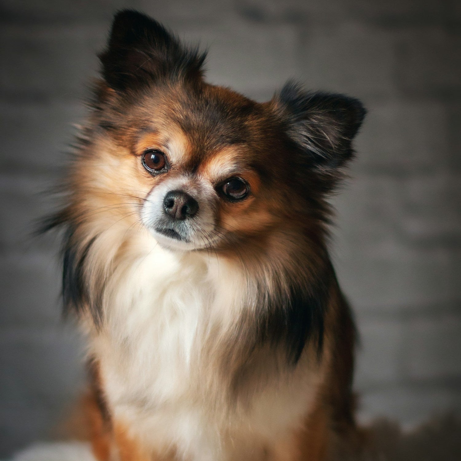Small dog smelling fresh