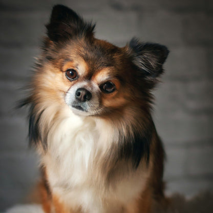 Small dog smelling fresh