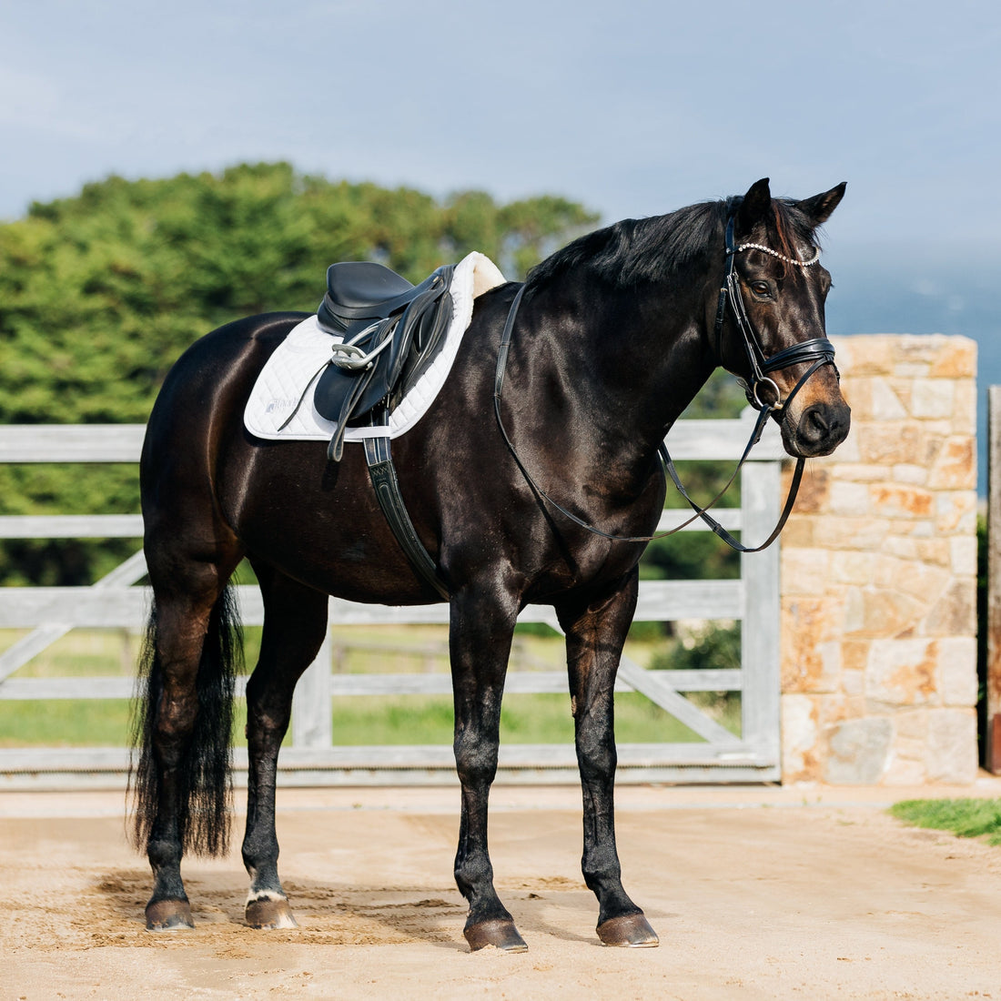 Leader Equine Performance Jump Saddle Pad with Shims