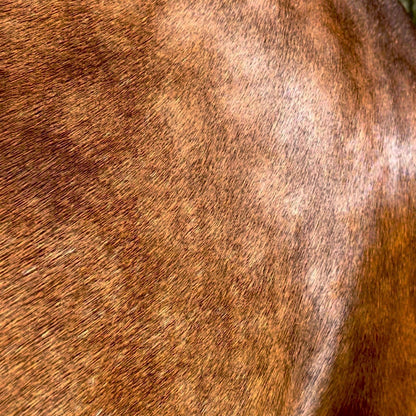 Eco Horse Linseed Shine Shampoo