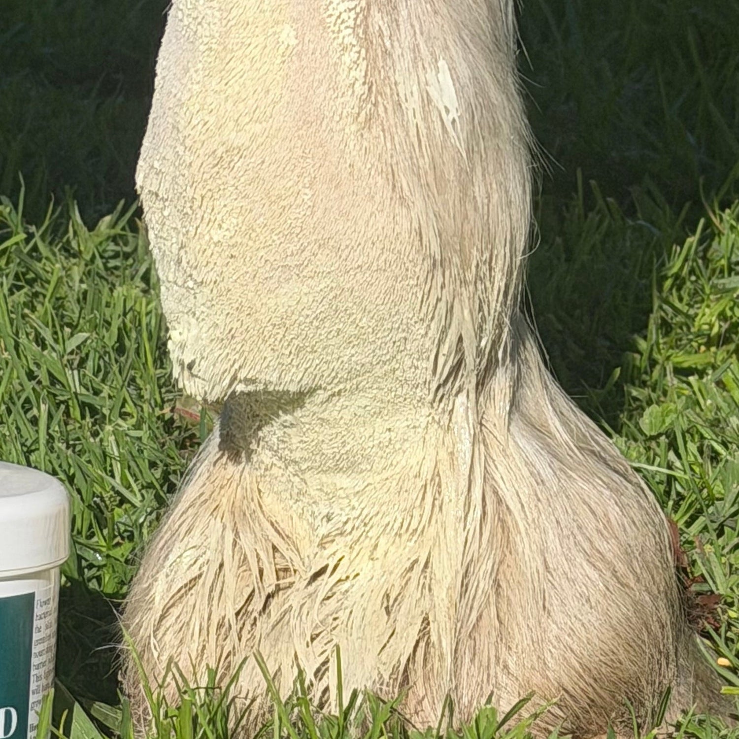 Eco Horse Mud Monster Lotion