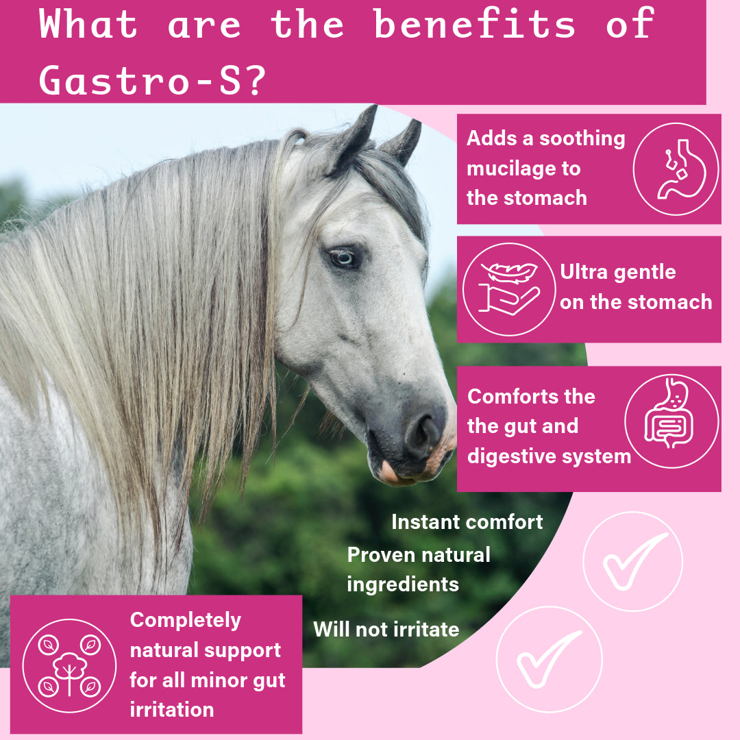 NPC Health Gastro-S Natural Ulcer Support