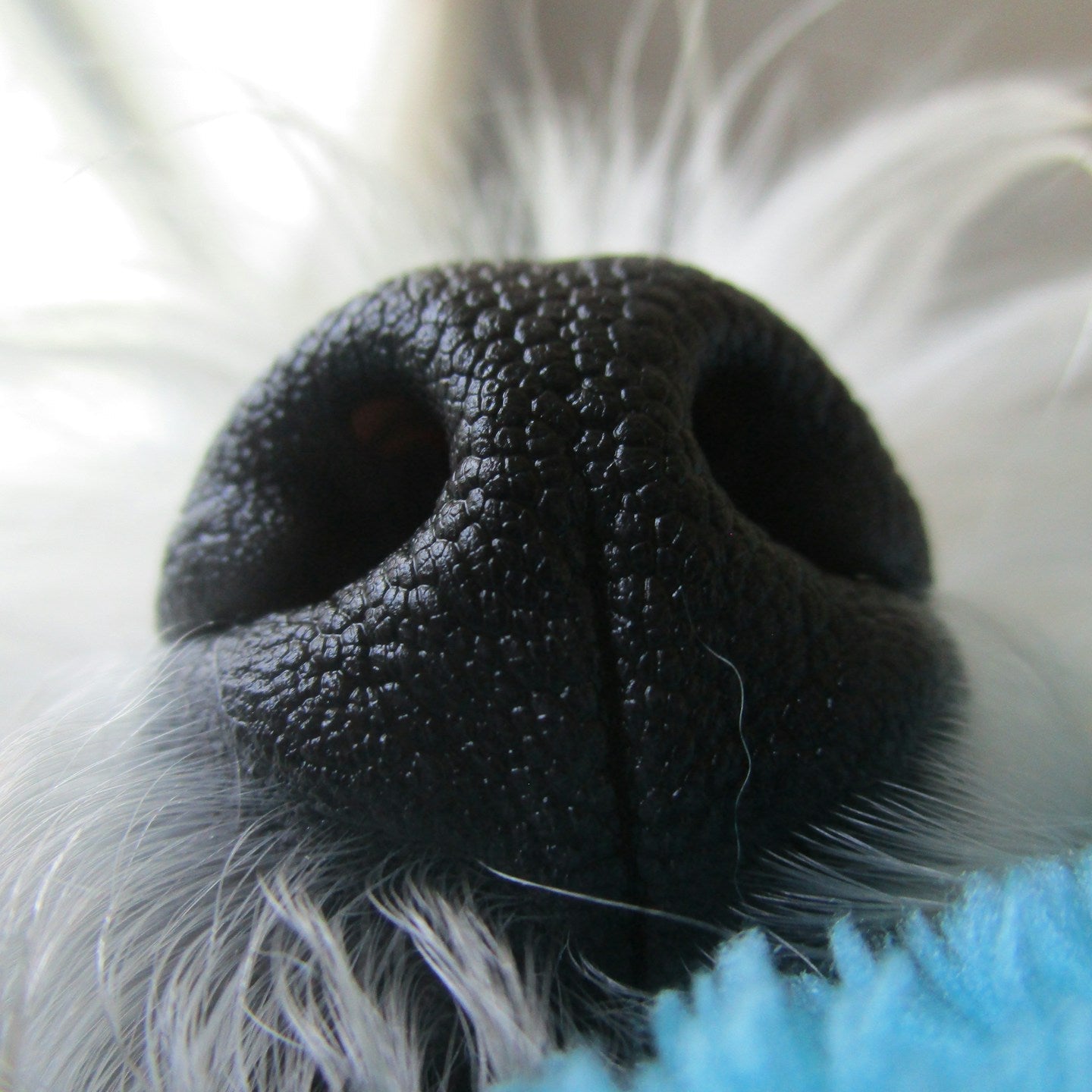 Eco Dog Snozz &amp; Paw Natural Balm