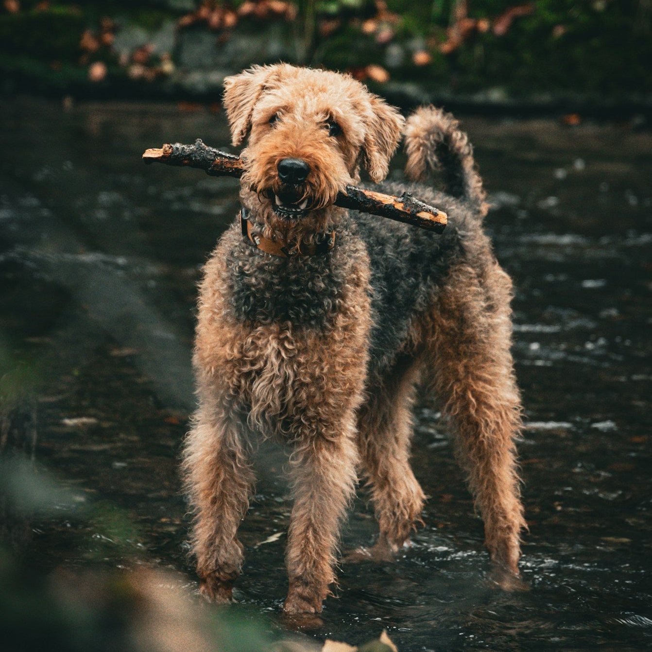 Poodle playing outdoors with a stick
