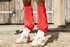 Premier Equine Air-Tech Sports Medicine Boots