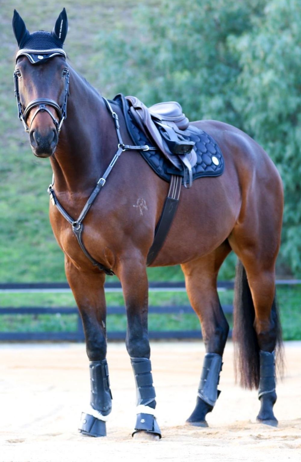 BARE Equestrian Horse Wear AIRFLOW Carbon Brushing Boots