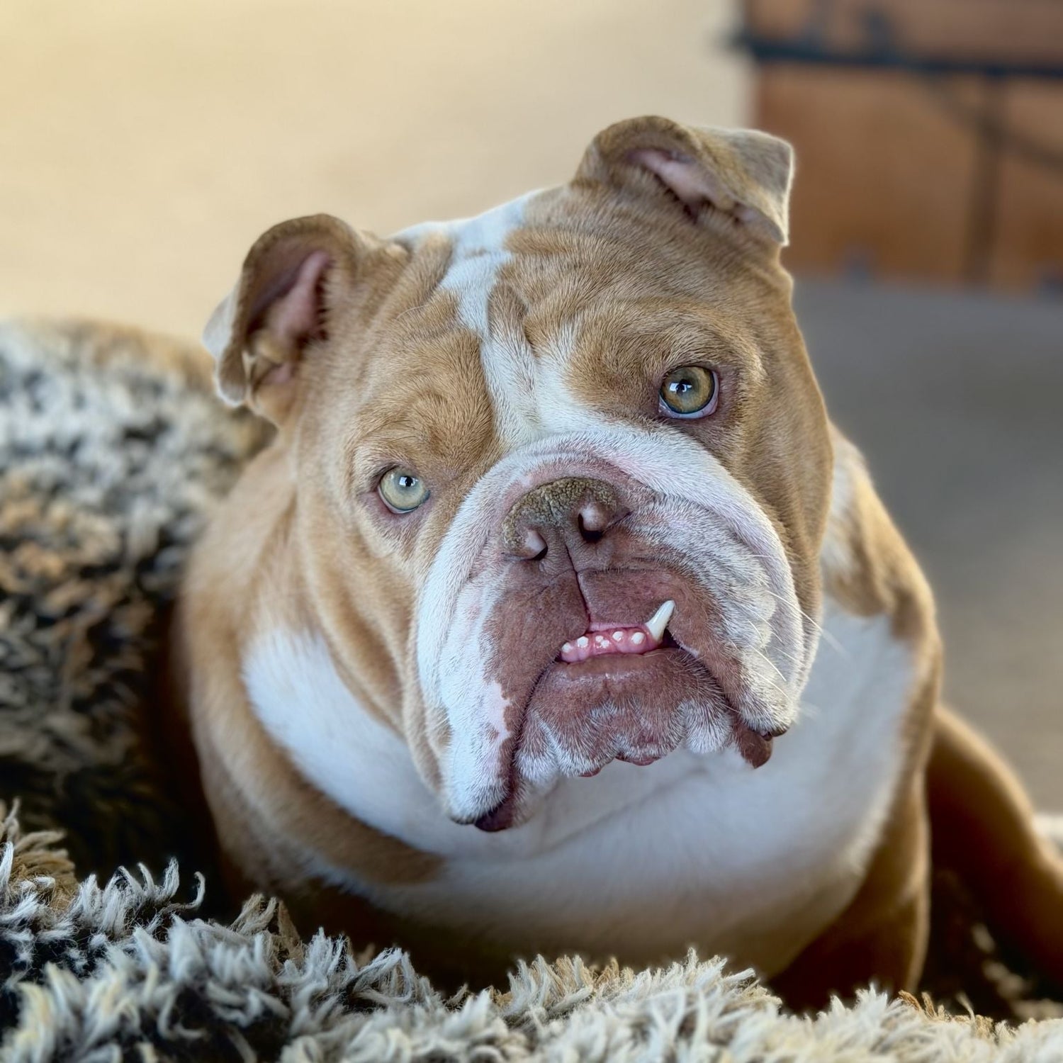 Dog with a clean, shiny coat