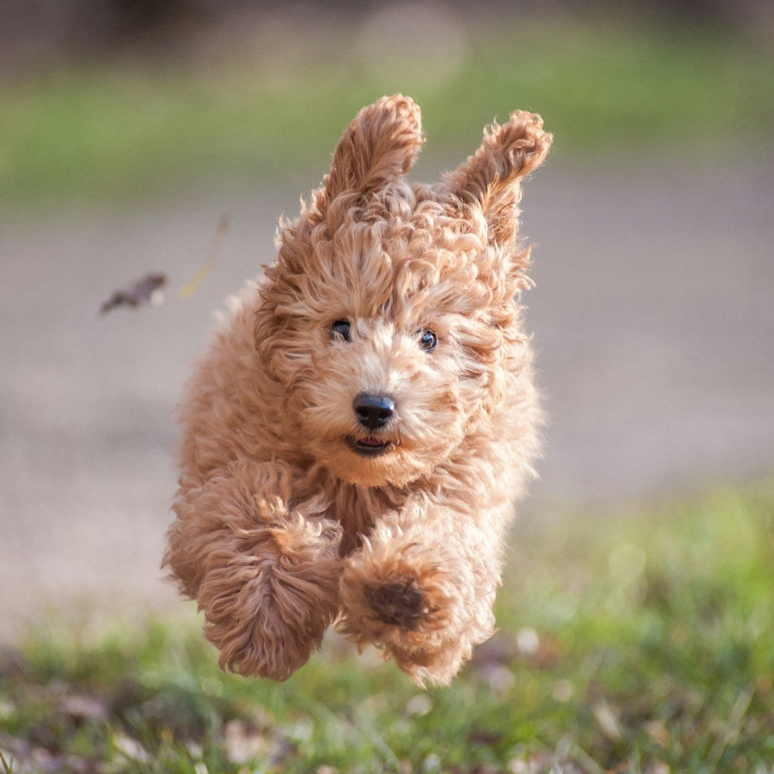 Happy dog running with a fresh coat