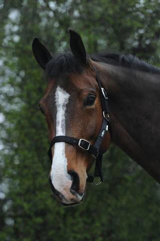 Saxon Nylon Brass Buckle Headcollar Halter