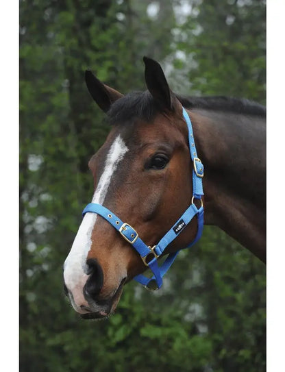 Saxon Nylon Brass Buckle Headcollar Halter