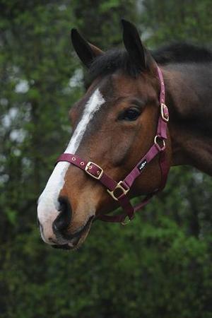 Saxon Nylon Brass Buckle Headcollar Halter