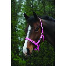 Saxon Nylon Brass Buckle Headcollar Halter