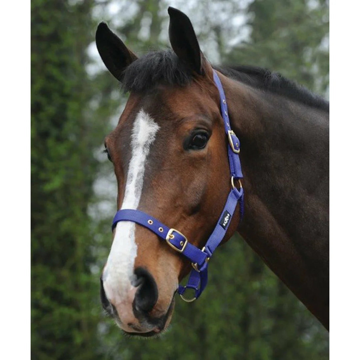 Saxon Nylon Brass Buckle Headcollar Halter