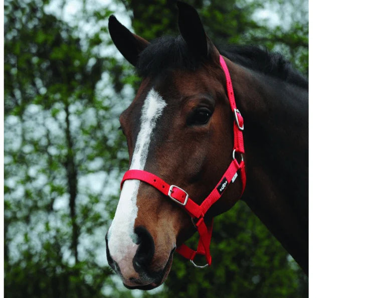 Saxon Nylon Brass Buckle Headcollar Halter