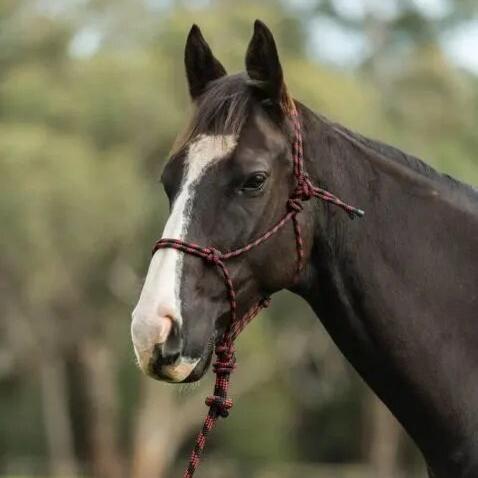 Saxon Two Tone Rope Headcollar Halter and Lead Set