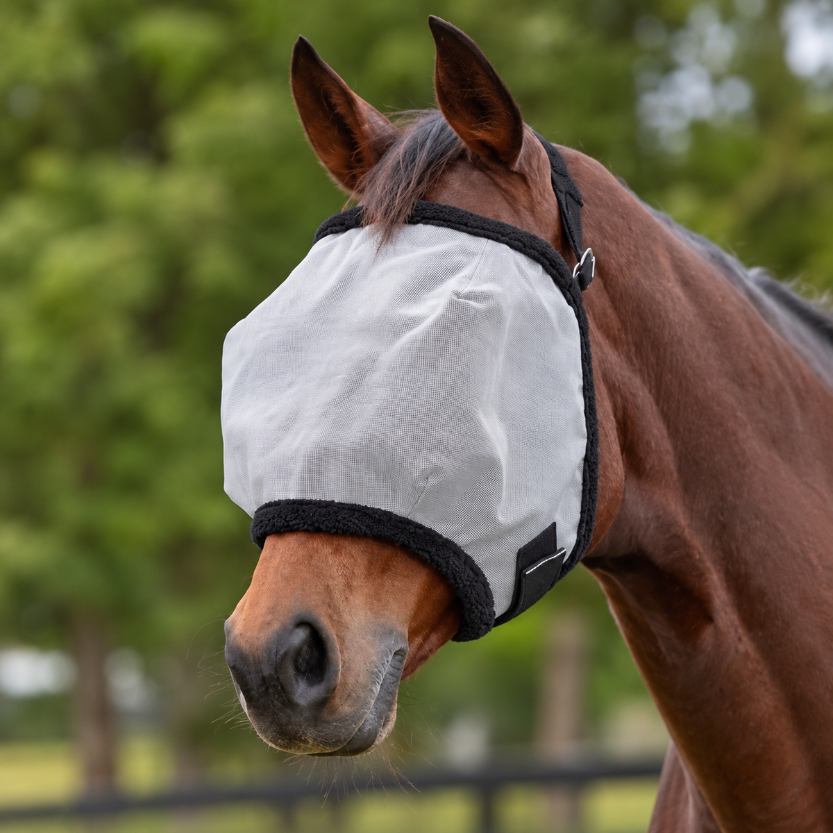 A brown horse wearing a white fly mask with black trim, photographed outdoors against a blurred green background.