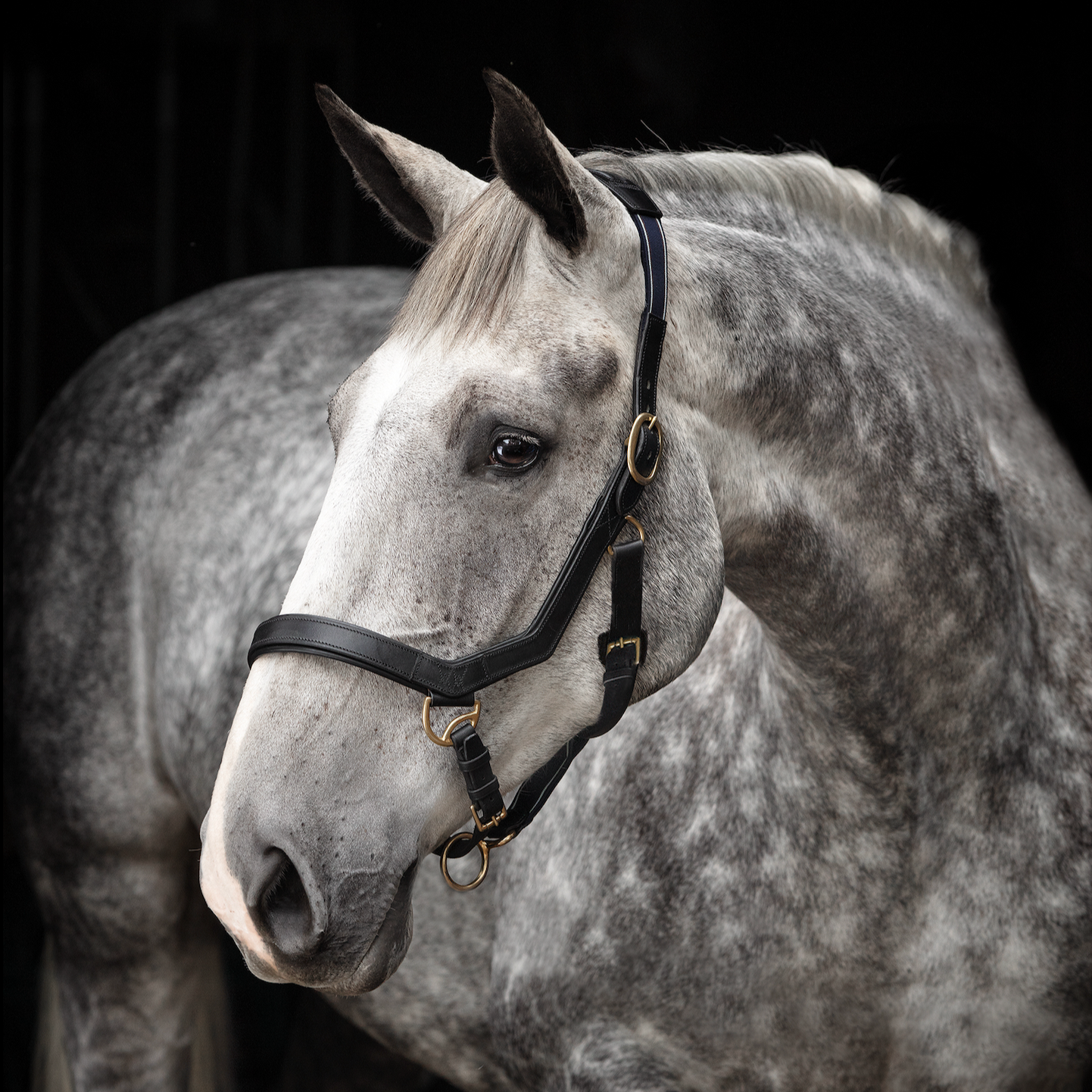 Rambo Micklem Headcollar Halter