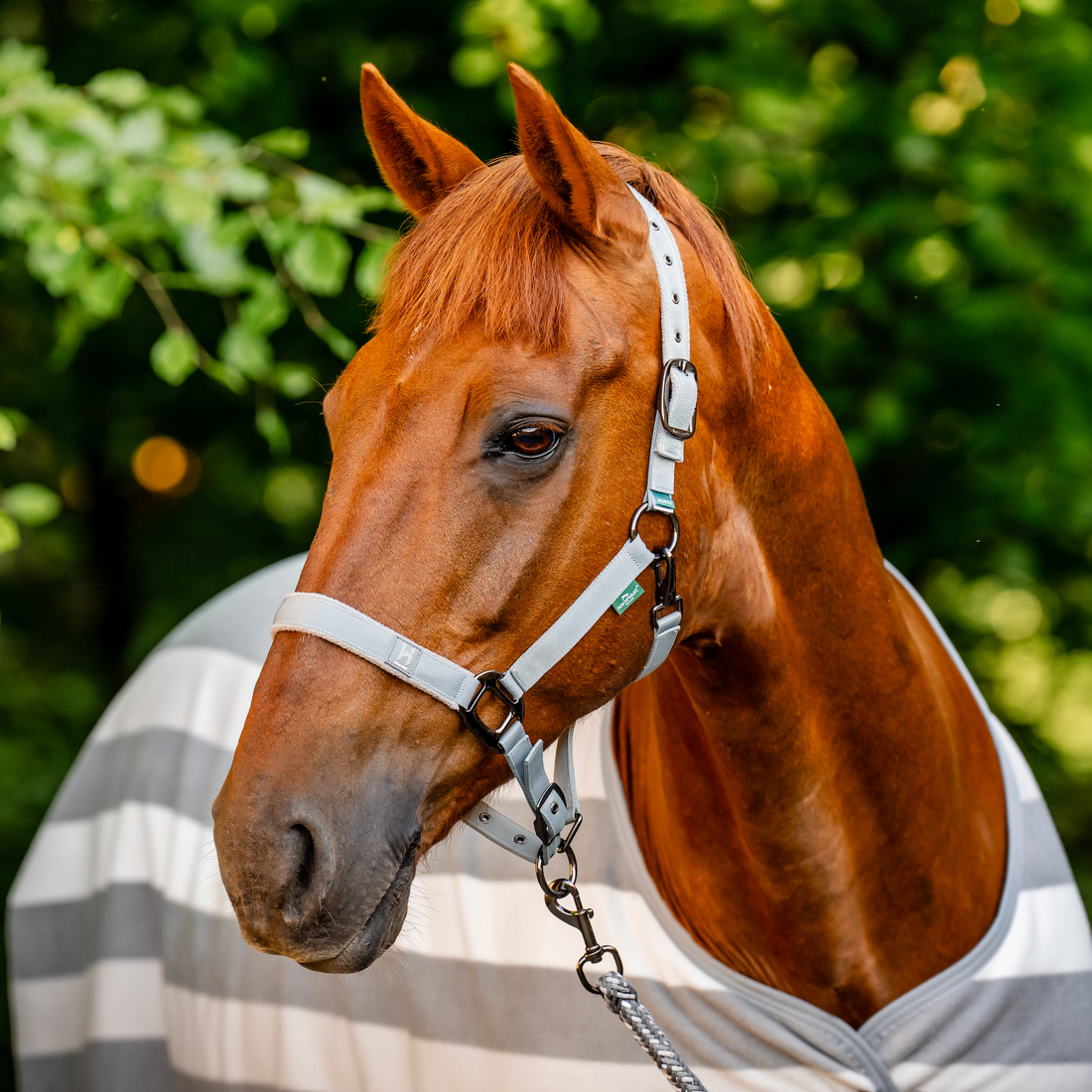 Horseware Newmarket Headcollar &amp; Leadrope Set