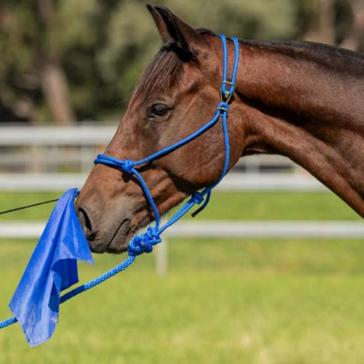 Zilco Training Flag Whip