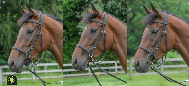 Zilco Sidepull 3-in-1 Bitless Bridle