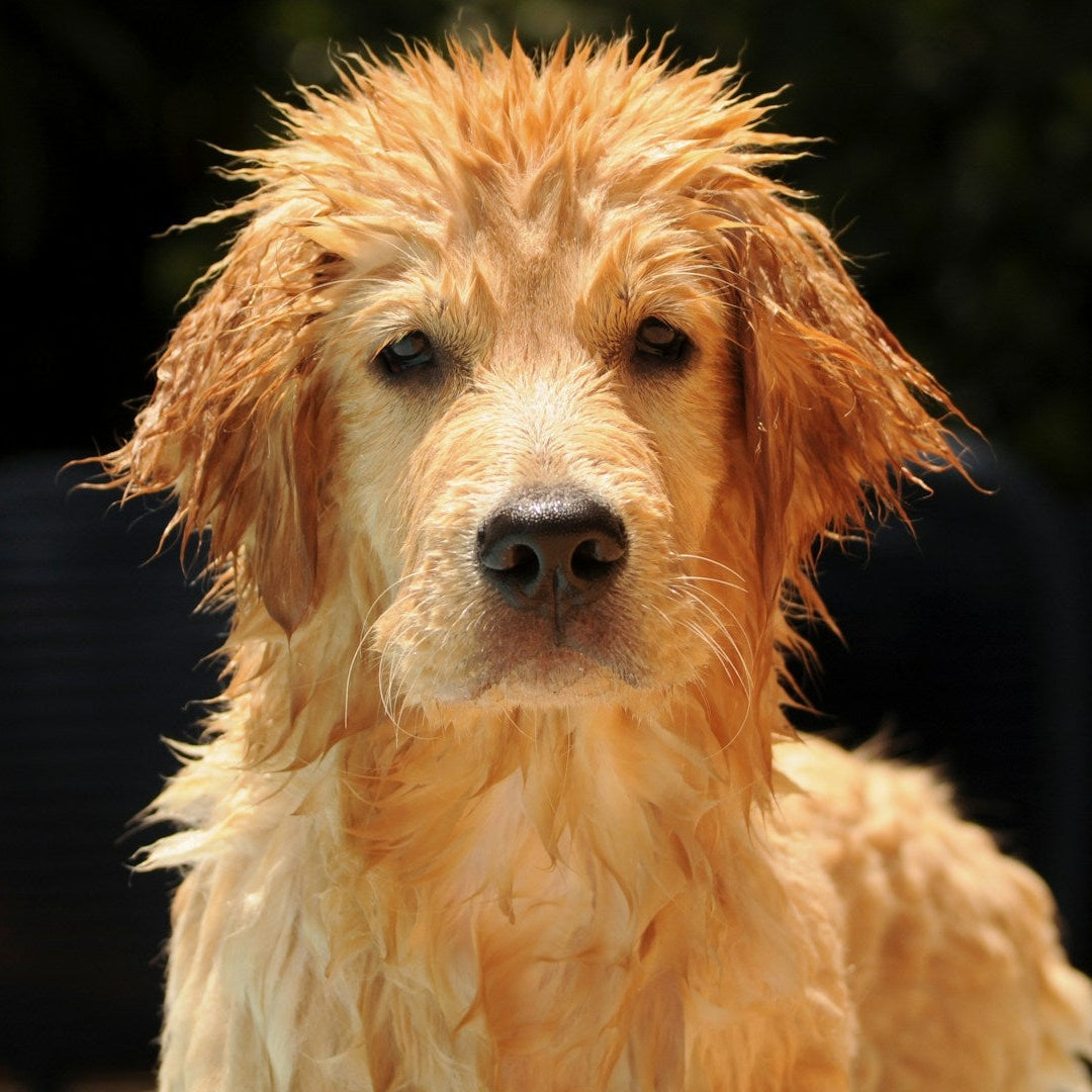 Golden dog with a soft, shiny coat