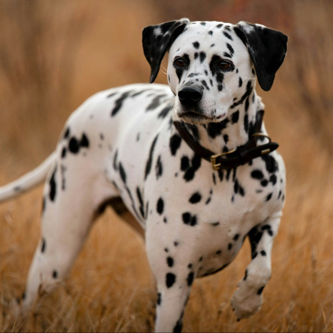 Eco Dog Blurple Dog Shampoo