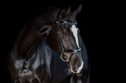 PS of Sweden Bridle Jump Off